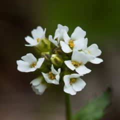 Draba sakurai