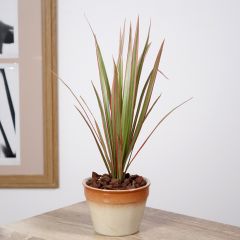 Dracaena reflexa var. angustifolia Bicolor - Pau-de-água