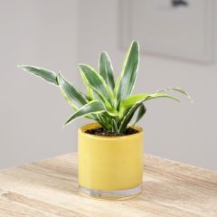 Dracaena fragrans Lemon Surprise - Pau-de-água