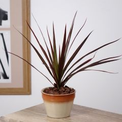 Dracaena reflexa var. angustifolia Magenta - Pau-de-água