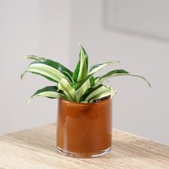 Dracaena fragrans Malaika - Pau-de-água