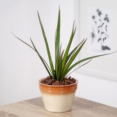 Dracaena reflexa var. angustifolia - Pau-de-água