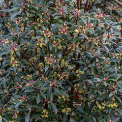 Drimys aromatica Red Spice