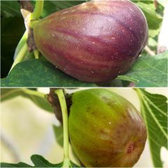 Duo de figueiras Brown Turkey vermelha e Goutte d'Or branca