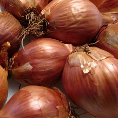 Chalota Ardente