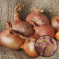 Chalota Gourmet Dourada