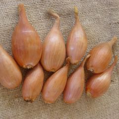 Chalota Jermor plantas jovens