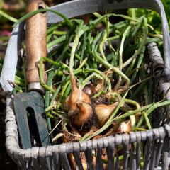 Chalota Vermelha Sun plantas - Allium cepa aggregatum