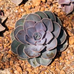 Echeveria Perle Von Nürnberg - Rosa-de-pedra