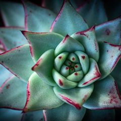 Echeveria agavoides Ebony - Echevéria-agave