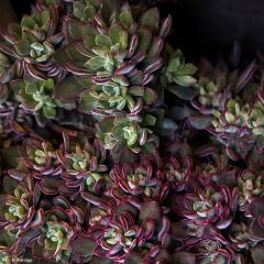 Echeveria Devotion - Echevéria