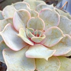 Echeveria lilacina - Rosa-de-pedra