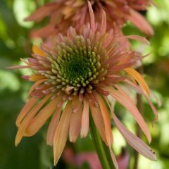 Echinacea Cranberry Cupcake