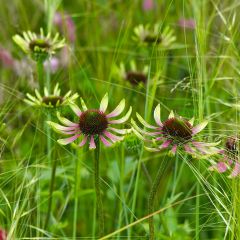 Echinacea Green Envy