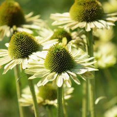 Echinacea Green Jewel