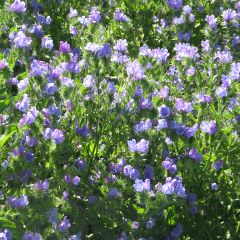 Echium vulgare Blue Bedder em sementes
