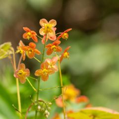 Epimedium × warleyense