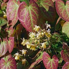 Epimedium × versicolor Sulphureum