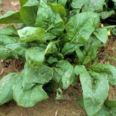 Espinafre Matador Bio - Spinachia oleracea - Espinafre Viking