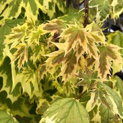 Bordo-da-noruega Drummondii - Acer platanoides