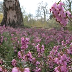 Urze de inverno Jenny Porter - Erica darleyensis