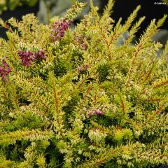 Urze de inverno Eva Gold - Erica darleyensis