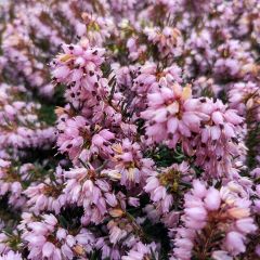 Urze de inverno Spring Surprise - Erica darleyensis