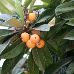 Eriobotrya japonica