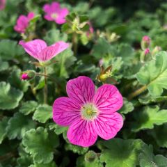 Erodium Bishops Form