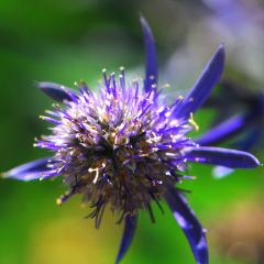 Cardo azul Jade Frost - Eryngium planum