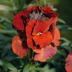 Erysimum Winter Passion