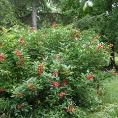 Erythrina crista-galli Compacta - Árvore-do-coral