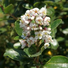 Escallónia Iveyi