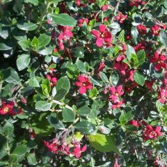 Escallónia Red Dream
