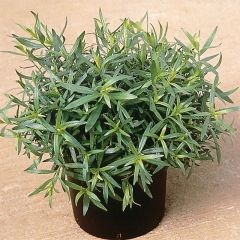 Estragão verdadeiro em plantas Bio