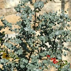 Eucalyptus gunnii - Eucalipto da Tasmânia