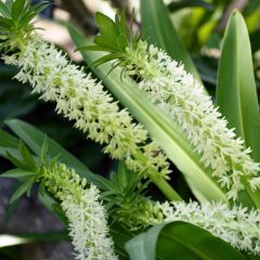 Eucomis Playa Blanca