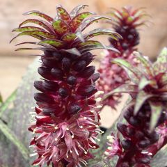 Eucomis vandermerwei