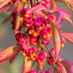 Evónimo-europeu Red Cascade - Euonymus europaeus