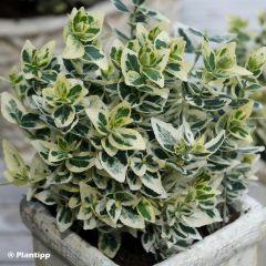 Evónimo-trepador Dan's Delight - Euonymus fortunei