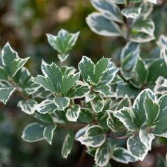 Evónimo-trepador Emerald Gaiety - Euonymus fortunei