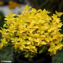 Evónimo-trepador Goldy - Euonymus fortunei