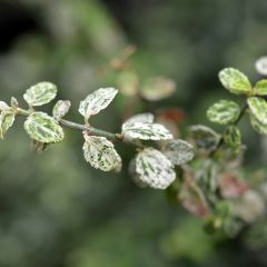 Evónimo-trepador Silverstone - Euonymus fortunei