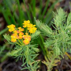 Euphorbia cyparissias Cyperus cyparissias