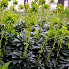 Euphorbia amygdaloides var. robbiae