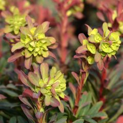 Euphorbia amygdaloides roxa