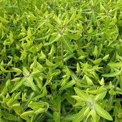 Euphorbia lathyris