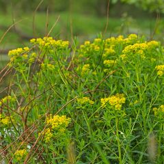 Eufórbia-dos-pântanos - Euphorbia palustris