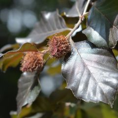 Faia Atropurpurea