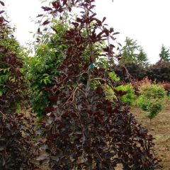 Faia Purpurea Pendula